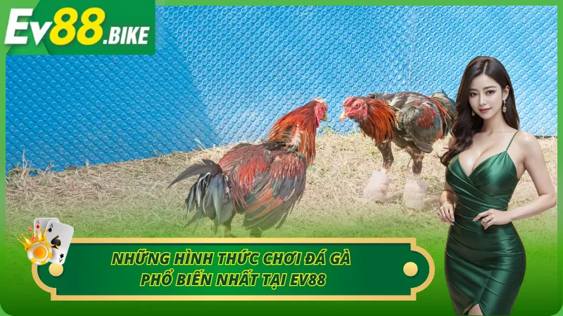 Điểm mặt các hình thức chơi đá gà Campuchia