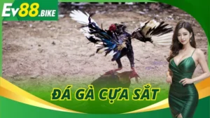 Đá Gà Cựa Sắt
