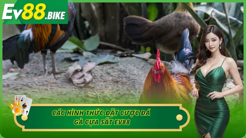 Những hình thức cược đá gà cựa sắt
