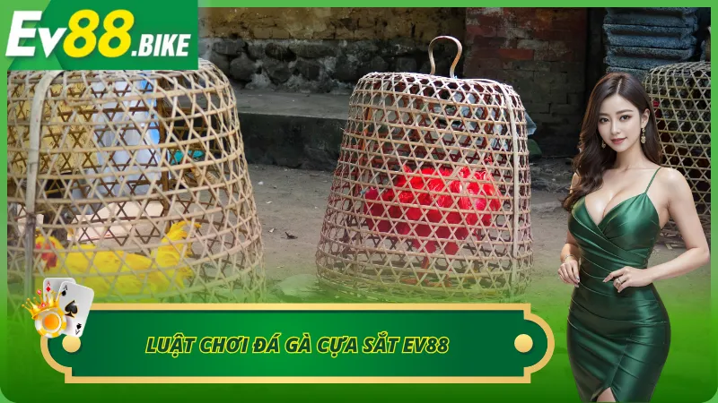 Nắm rõ luật đặt cược trong đá gà cựa sắt