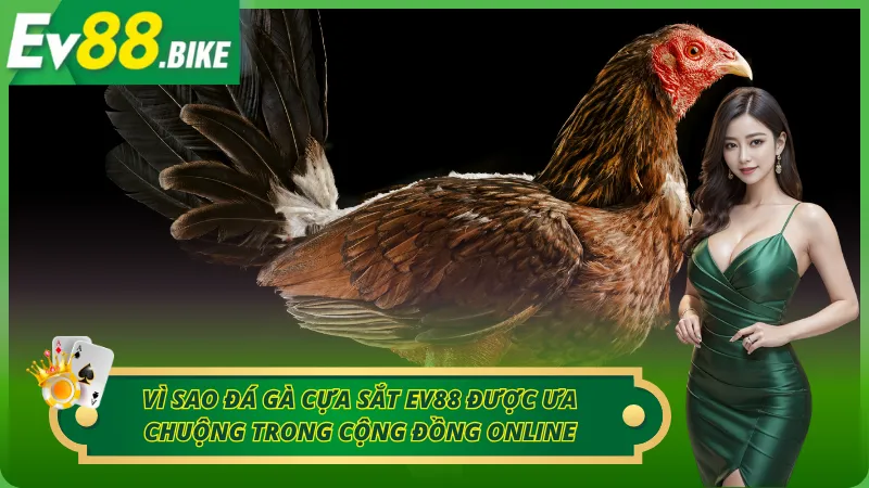 Sân chơi ưa chuộng EV88 với đá gà cựa sắt