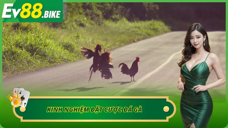 Những kinh nghiệm đặt cược đá gà Thomo nên học hỏi